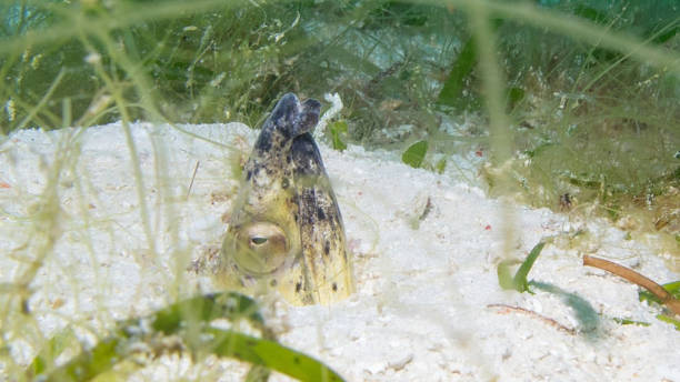 istock a fish is swimming on the ground 1211190303