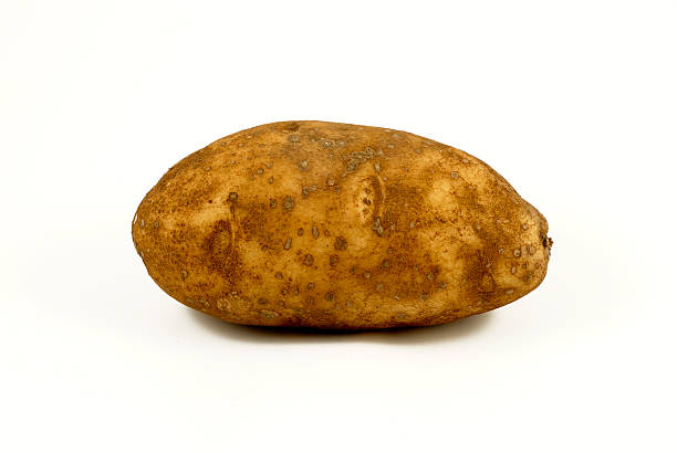 One Potato stock photo