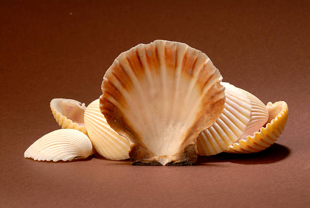 Close-Up Of Shell Clam Against White Background.