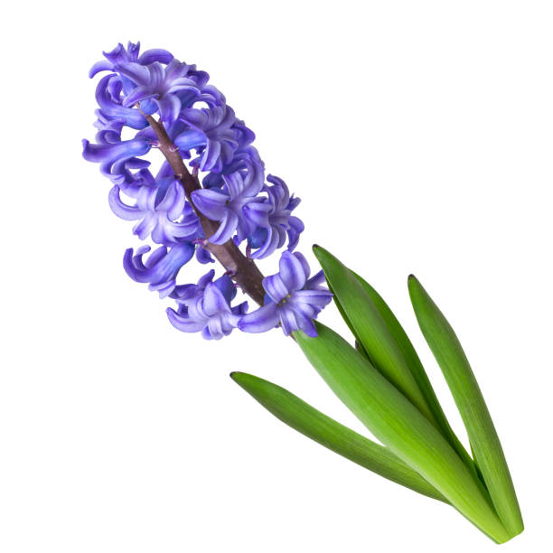 istock Blooming Hyacinthus Isolated on white background close-up 1211190901