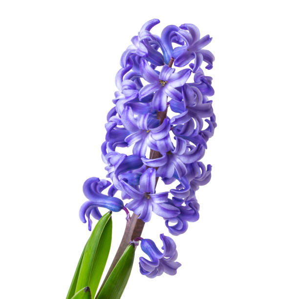 blühende hyacinthus isoliert auf weißem hintergrund nahaufnahme - cut out flower close up cut flowers stock-fotos und bilder