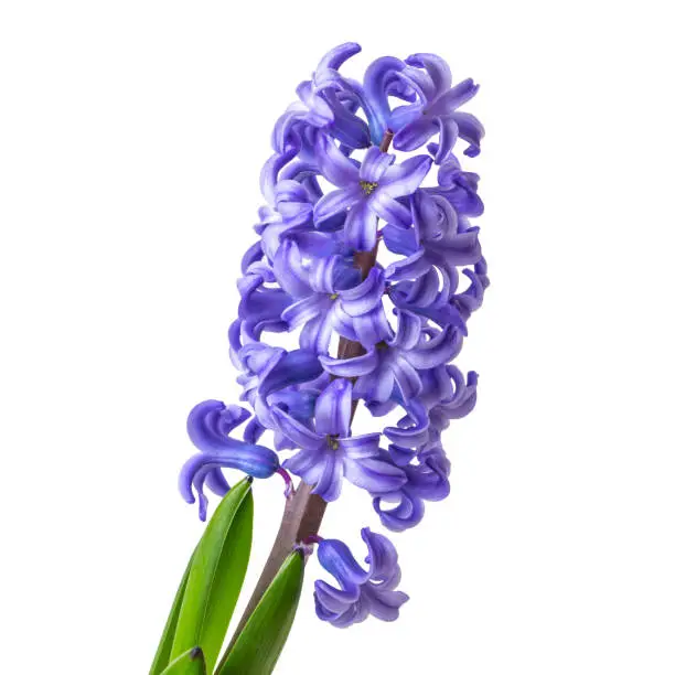 Photo of Blooming Hyacinthus Isolated on white background close-up
