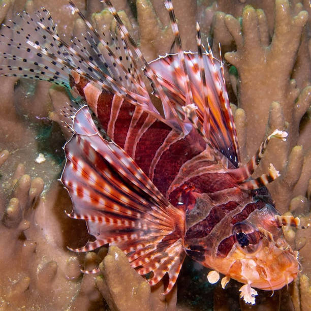istock a fish is swimming on the ground 1211190961