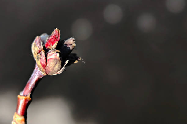 istock Buds of trees close-up on a branch. 1211190969