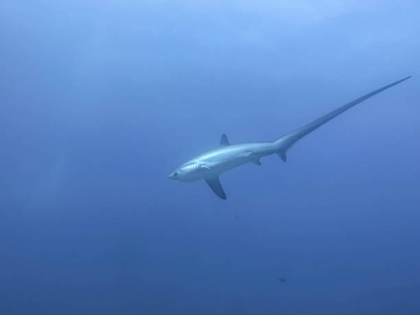 istock a shark is swimming in the blue sea 1211191042