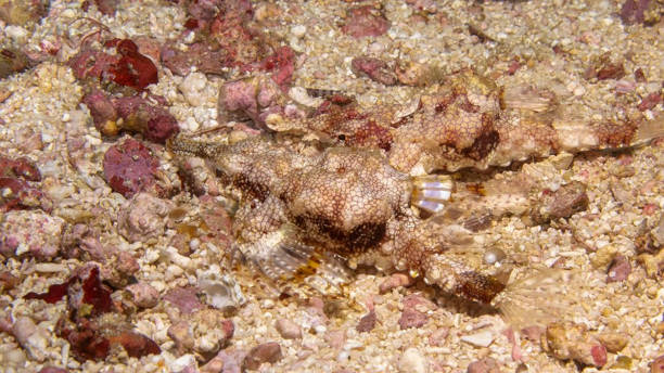 istock a fish is swimming on the ground 1211191273