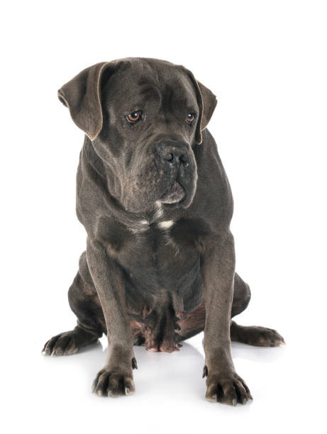 istock female  italian mastiff 1211191699
