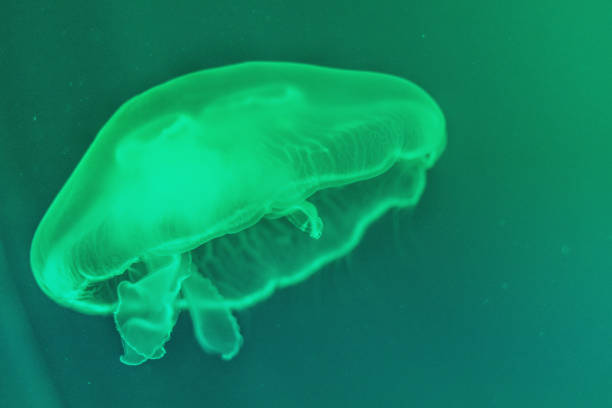 istock Floating sea jellyfish illuminated by green light 1211191724