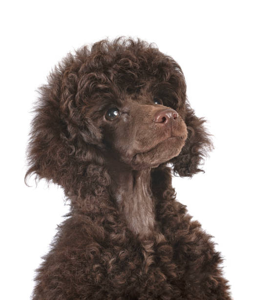 istock puppy toy poodle 1211191729