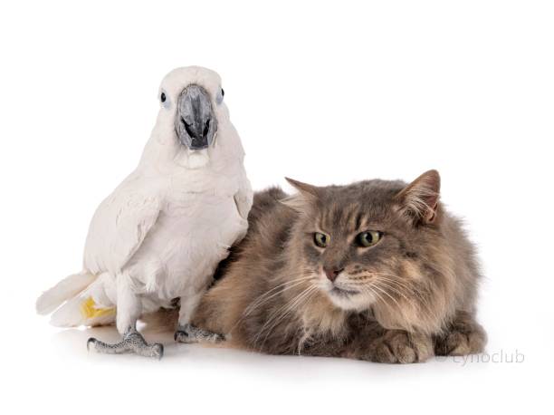 istock maine coon cat and White cockatoo 1211191772