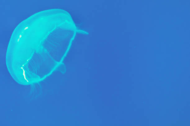 istock Floating sea jellyfish illuminated by blue light 1211191774
