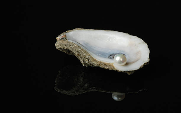 Pearl in Oyster Shell stock photo