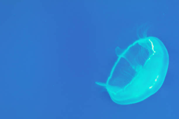 istock Floating sea jellyfish illuminated by blue light 1211192404