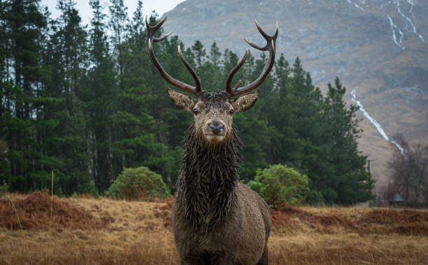 istock Monarch of the Glen 1211192616