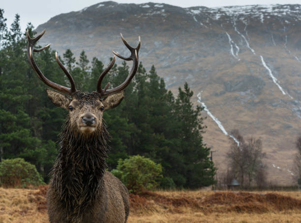 istock Monarch of the Glen 1211192626