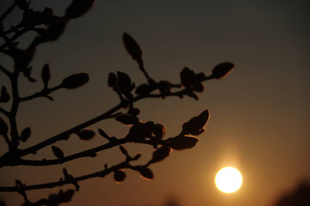 istock Magnolkia sunrise 1211192627