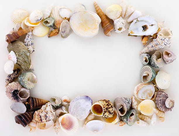 istock Seashells arranged together to form a photo frame. 121119349