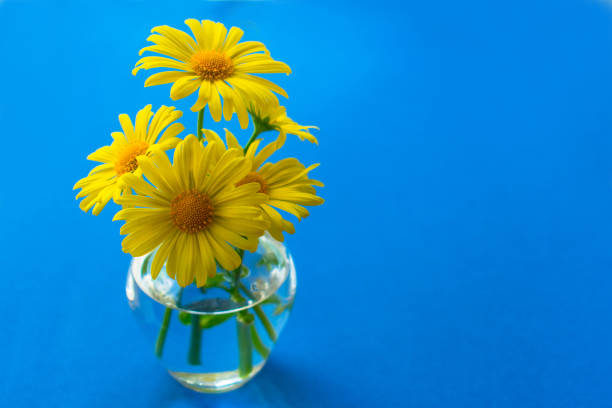 yellow daisies in a small vase on a blue background