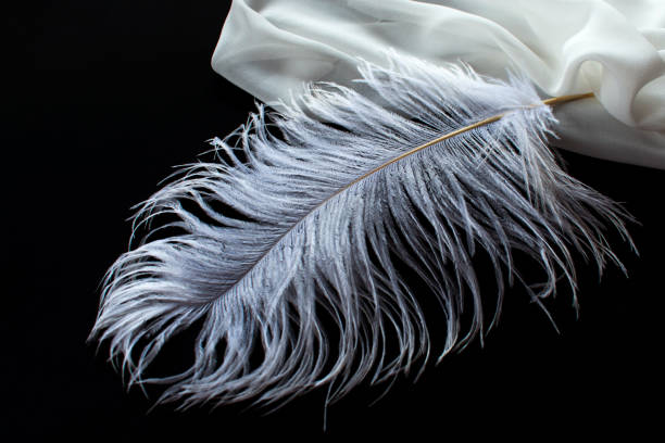 white feather и delicate fabric on black background - ostrich bird wind fluffy imagens e fotografias de stock