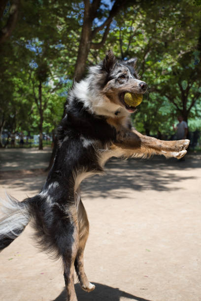 istock A Border Collie Merle playing catching the ball 1211194618