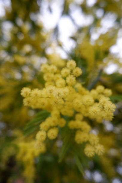 istock Mimosa tree flowers beauty 1211194994