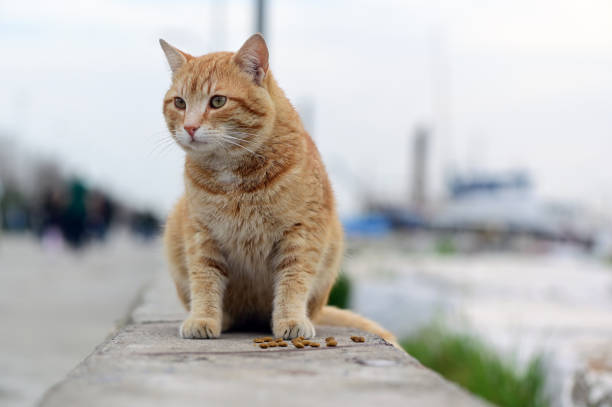 istock Cat is eating dried fat food 1211196000