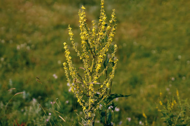 istock The arrowgrass family (Juncaginaceae) 1211196135
