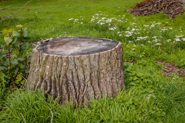 istock Tree stub among on green grass and spring new plants. Side view 1211196149