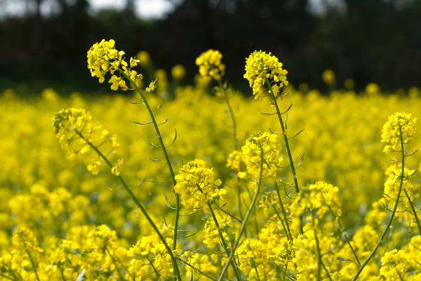 istock Yellow rapeseed flowers in field 1211196973