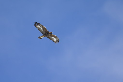 A golden eagle soaring at high altitude in front of a blue sky in the Swiss Alps. Seeing the bird from underneath from high altitude.