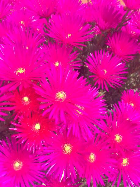 istock flower nature leaf color 1211198525