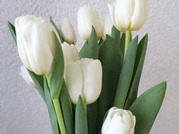 istock White tulips on the grey background, close-up. 1211198905