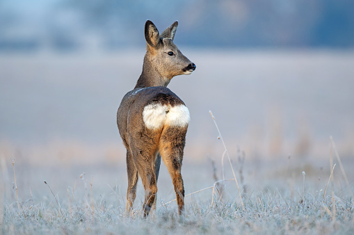 Wild female roe deer, standing in a frost covered field during winter season