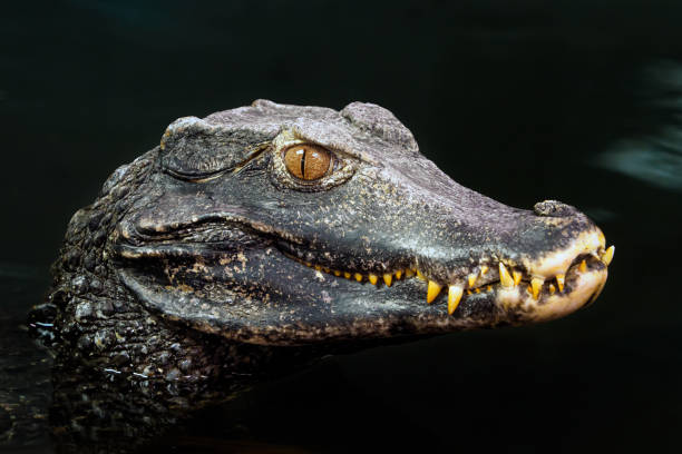 istock Head of a crocodile (Paleosuchus palpebrosus). Dwarf Caiman. 1211199840