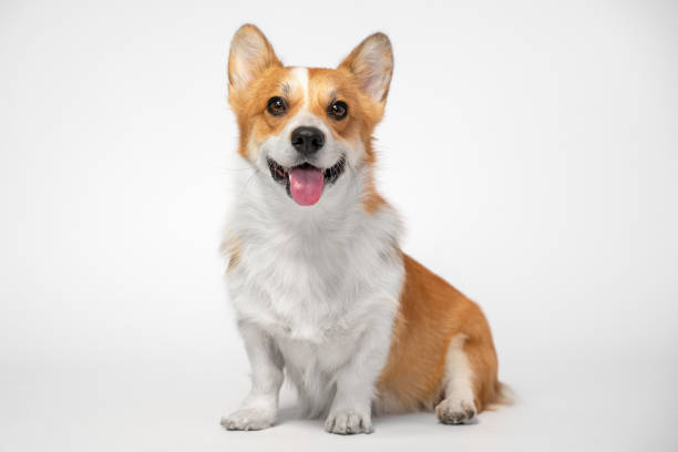 chien drôle (chiot) élever gallois corgi pembroke s’asseoir et sourit largement sur un fond blanc. pas isoler. - top dog photos et images de collection