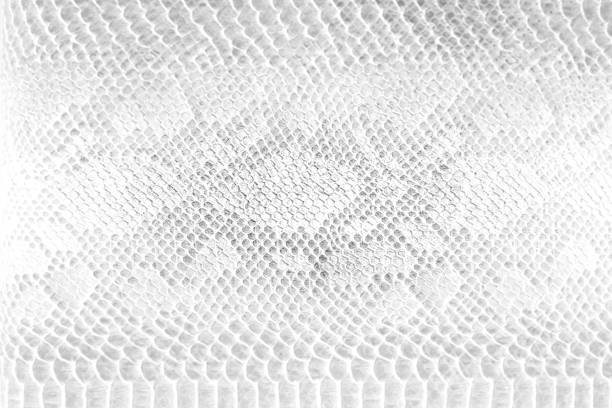 istock Skin snake background White snake skin texture Close-up 1211200385