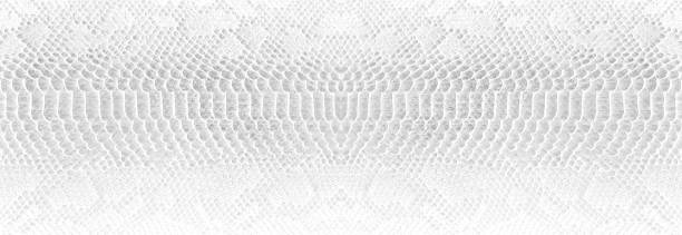istock Skin snake background White snake skin texture Close-up 1211200391