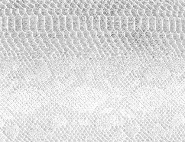 istock Skin snake background White snake skin texture Close-up 1211200405