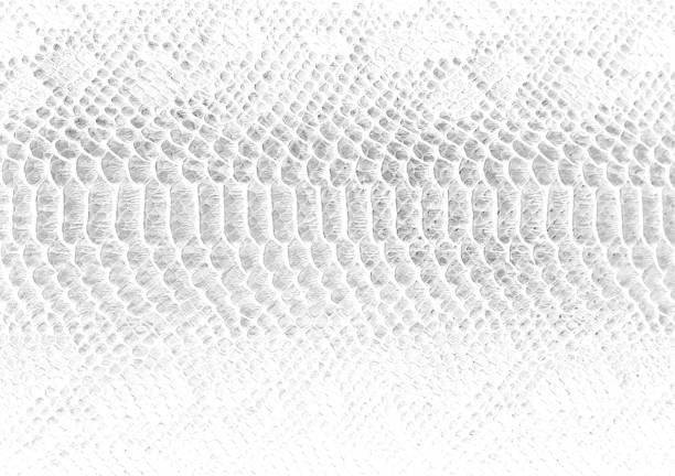 istock Skin snake background White snake skin texture Close-up 1211200417