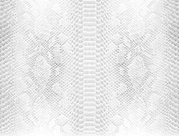 istock Skin snake background White snake skin texture Close-up 1211200423