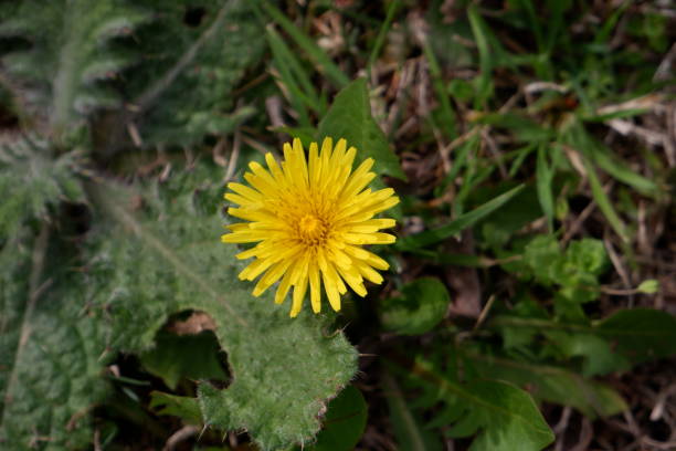 istock spring flower closer shot in sunny day 1211200442
