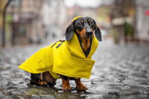 Little sad black and tan dachshund wearing bright yellow raincoat on the pebble pavement at the middle of old town street. Bad weather, walking outdoors, autumn mood