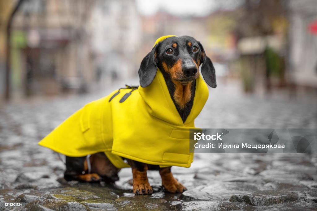 Little sad black and tan dachshund wearing bright yellow raincoat on the pebble pavement at the middle of old town street. Bad weather, walking outdoors, autumn mood Little sad black and tan dachshund wearing bright yellow raincoat on the pebble pavement at the middle of old town street. Bad weather, walking outdoors, autumn mood. Dog Stock Photo