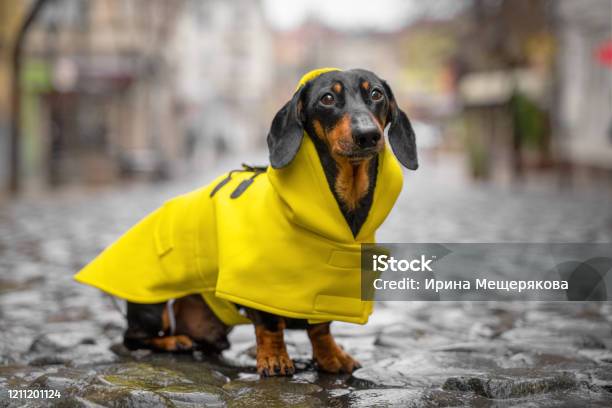 Little Sad Black And Tan Dachshund Wearing Bright Yellow Raincoat On The Pebble Pavement At The Middle Of Old Town Street Bad Weather Walking Outdoors Autumn Mood Stock Photo - Download Image Now