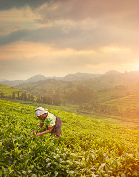 istock Woman harvesting tea leaves 1211201683