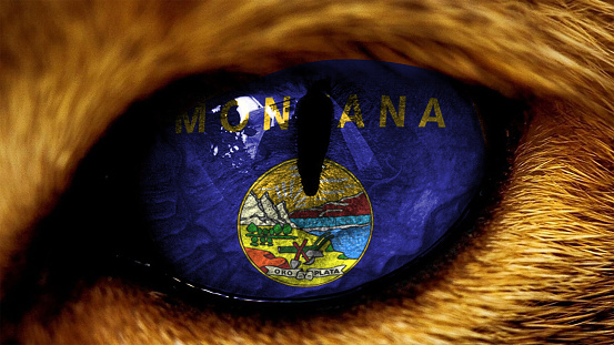 Bandera del capitolio del estado de Montana EE.UU. en el ojo del león tigre con enmascaramiento photo