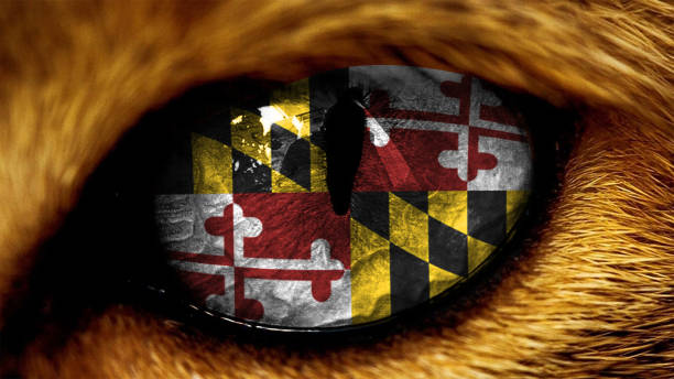 maryland stan usa capitol flaga na tiger lwa oka z maskowania - maryland flag state maryland state flag zdjęcia i obrazy z banku zdjęć