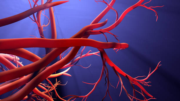 nouvelle formation de vaisseaux sanguins - capillary photos et images de collection