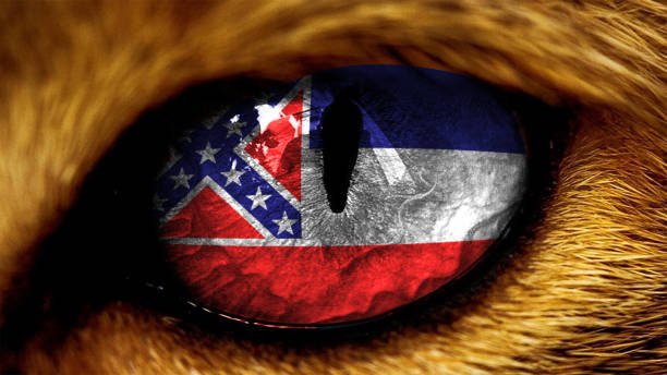Mississippi state USA capitol flag on Tiger lion  eye with masking Mississippi state USA capitol flag on Tiger lion  eye with masking mississippi state university stock pictures, royalty-free photos & images