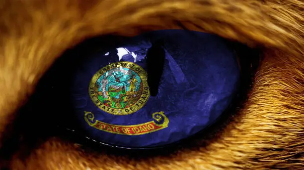 Photo of Idaho state USA capitol flag on Tiger lion  eye with masking